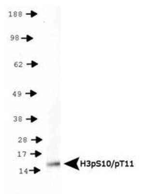 Western Blot: Histone H3 [p Thr11, p Ser10] AntibodyBSA Free [NB21-1092]